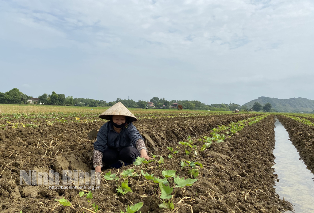 Nông dân Yên Quang tập trung xuống giống cây trồng vụ đông