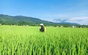 Ninh Bình: Tập trung thu hoạch lúa Mùa, đẩy mạnh sản xuất vụ Đông Xuân 2021
