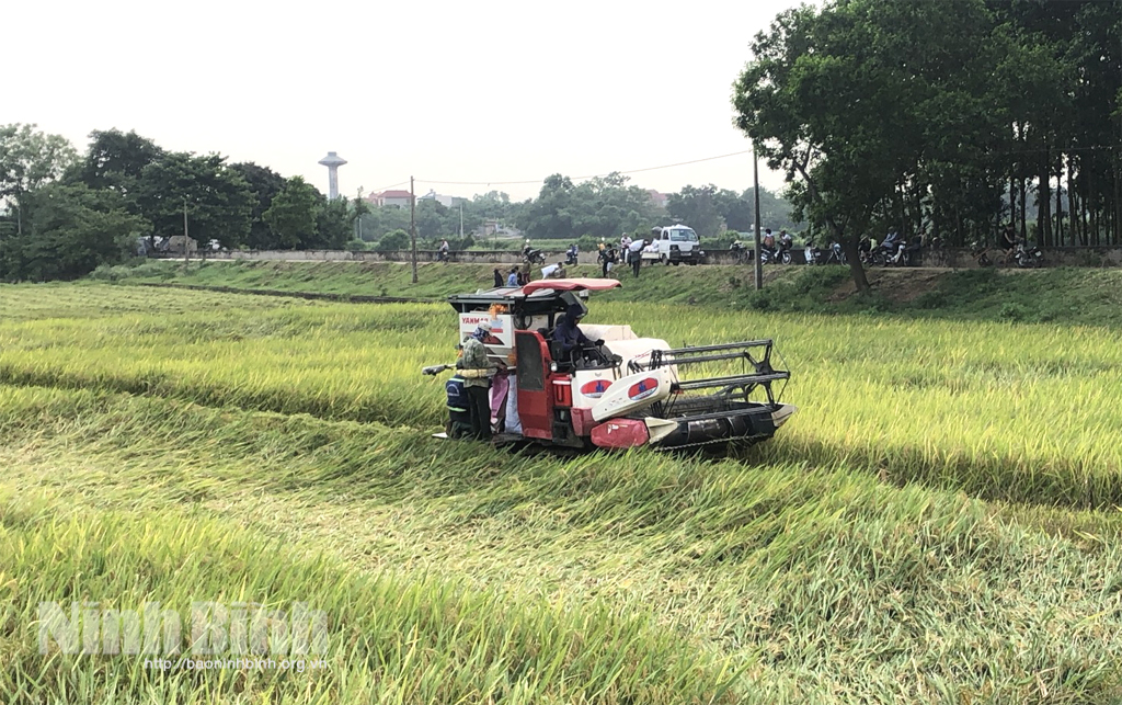 Nông dân Gia Hưng: Niềm vui được mùa vụ lúa ngoài đê