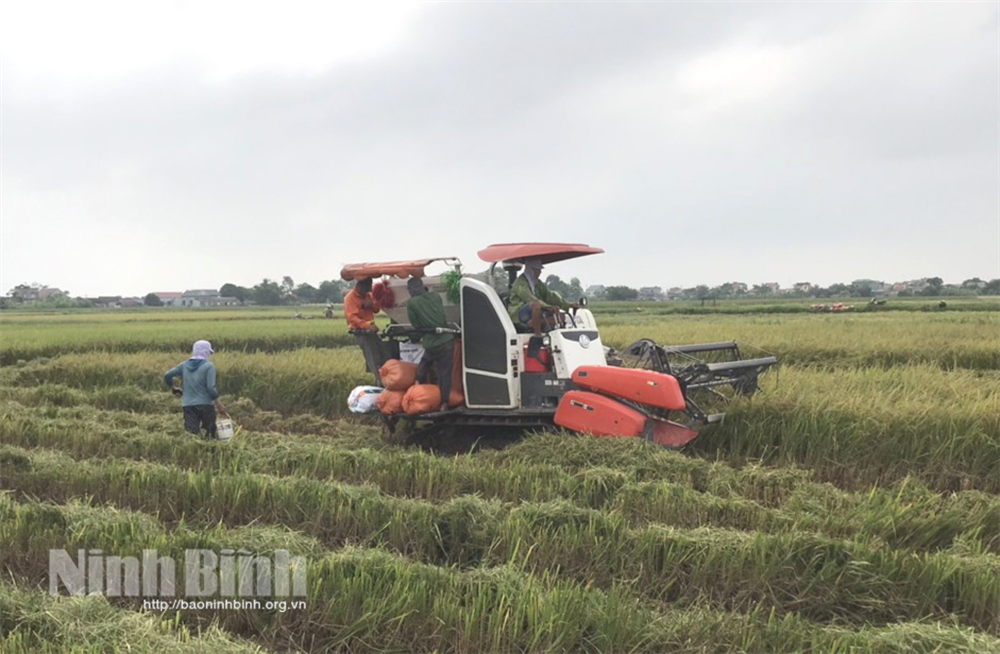 Yên Khánh, dồn lực thu hoạch nhanh lúa mùa